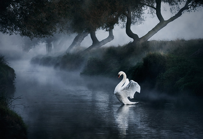 Landscape photographer : Autumn morning, Richmond Park, London, England