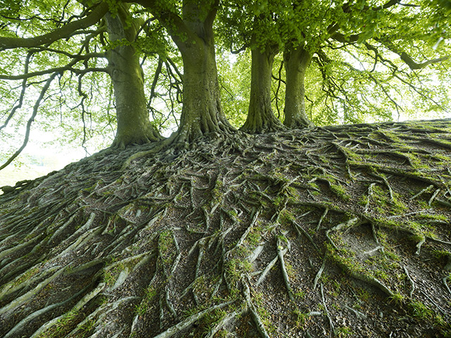 Landscape photographer : Beech Tree Roots, Avebury, Wiltshire, England