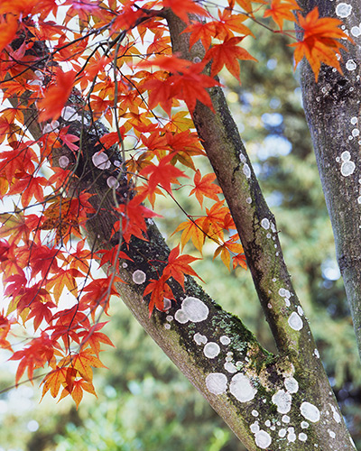 Landscape Photographer: Autumnal Acer, Gloucestershire, UK
