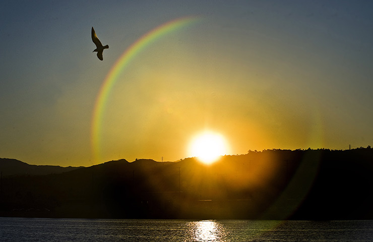 24 hours in pictures: A seagull soars flies over the Santa Ana River Lakes 
