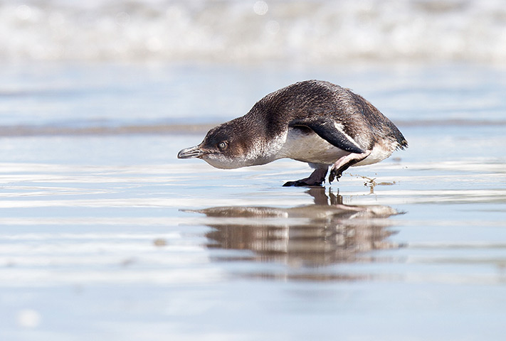 24 hours in pictures: Blue Penguin moves towards the sea after being released, new Zealand