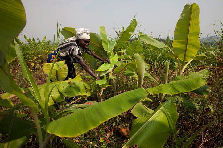 Smallholder farming in Rwanda