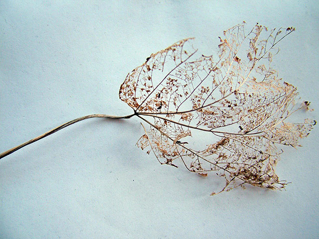 In pictures: fragile: leaf