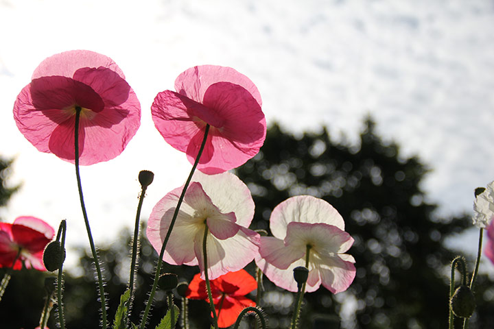 In pictures: fragile: poppies