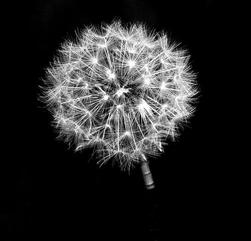In pictures: fragile: dandelion clock