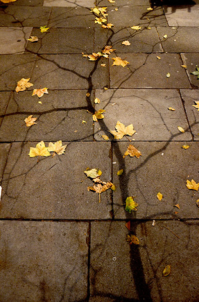 In pictures: fragile: Tree shadow