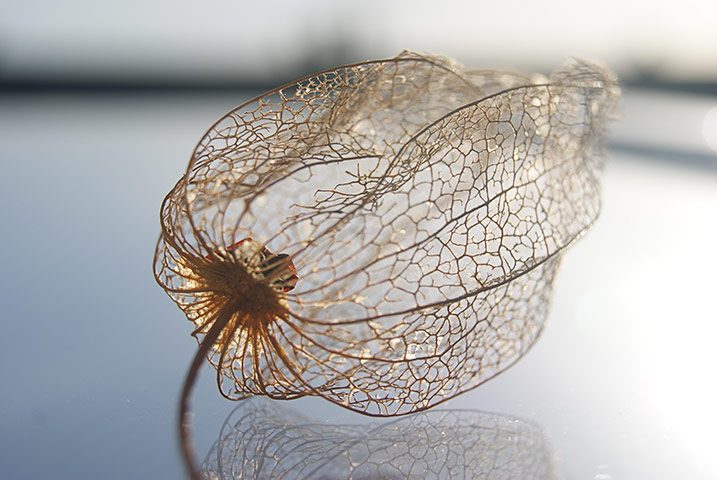 In pictures: fragile: shell of a chinese lantern plant