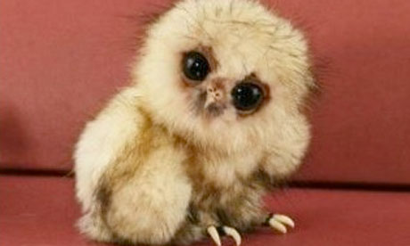 baby owl