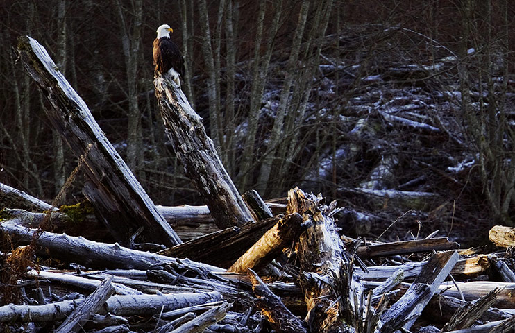 COP17 in Durban: A bald eagle sits on wood debris , British Columbia