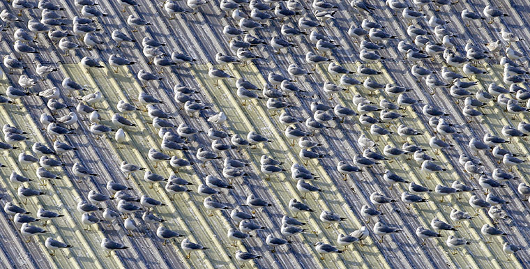 COP17 in Durban: Seagulls at the Port of Cleveland