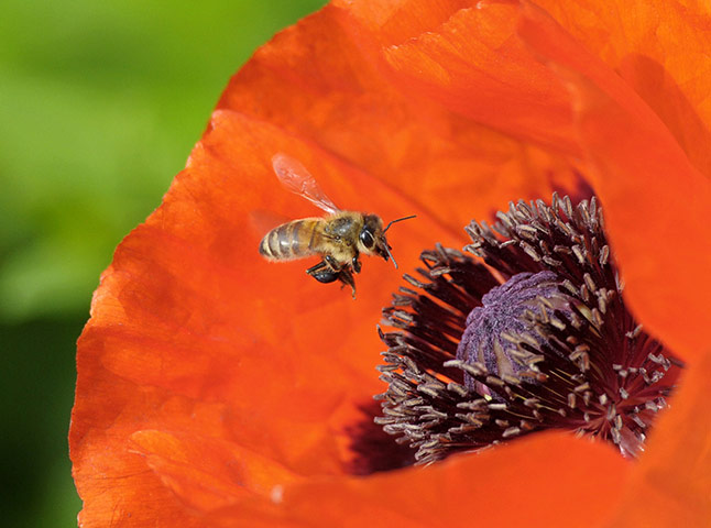COP17 in Durban: A honey bee approaches the blossom of a poppy flower in Ludwigsburg