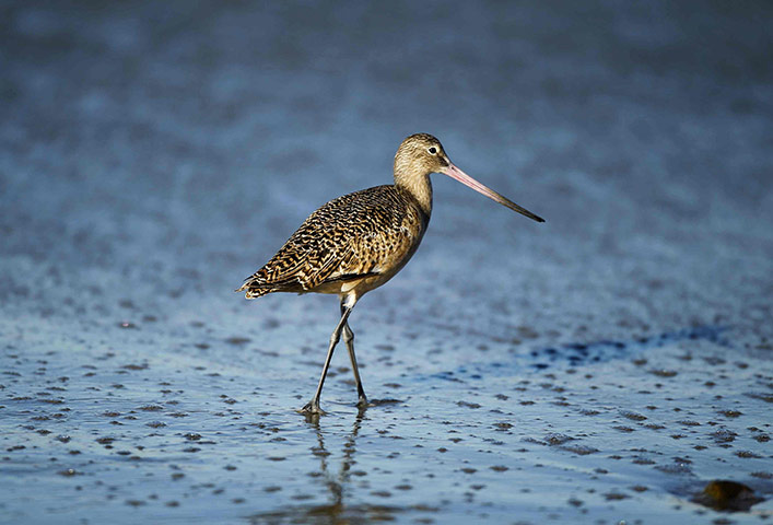 COP17 in Durban: A Marbled Godwit sea bird 