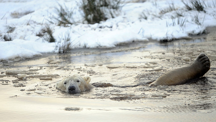 COP17 in Durban: Walker, a 58 stone polar bear at the Highland Wildlife Park in Kincraig