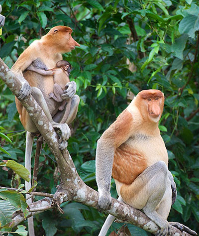 COP17 in Durban: proboscis monkeys
