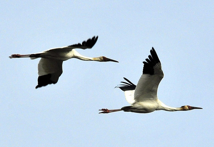 COP17 in Durban: Siberian cranes arrive in South Korea for winter