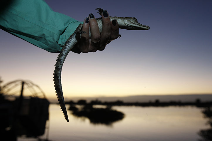 COP17 in Durban: a wildlife biologist holds a small crocodile 