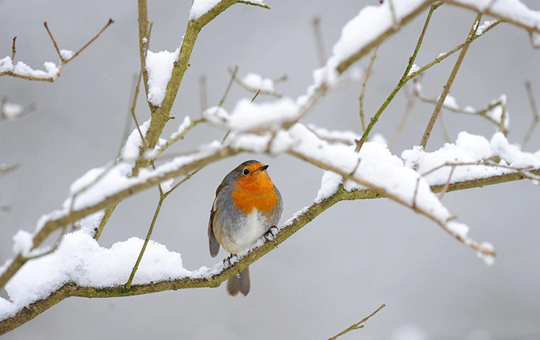 COP17 in Durban: A robin sits on a snow covered branch in Allenheads, Hexham