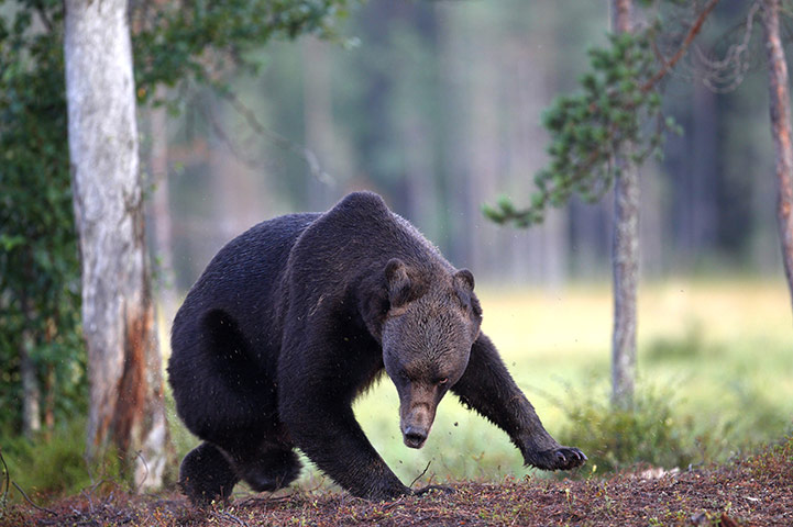 COP17 in Durban: A bear running on the border between Finland and Russia
