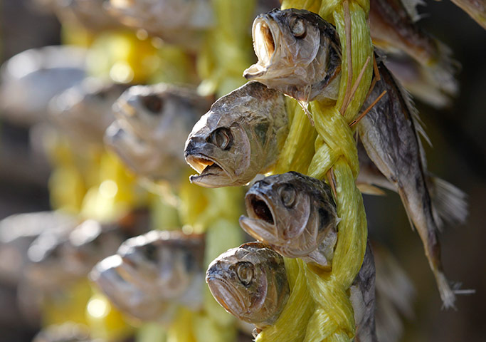 24 hours in pictures: Croakers are hung for sale at a market in Seoul