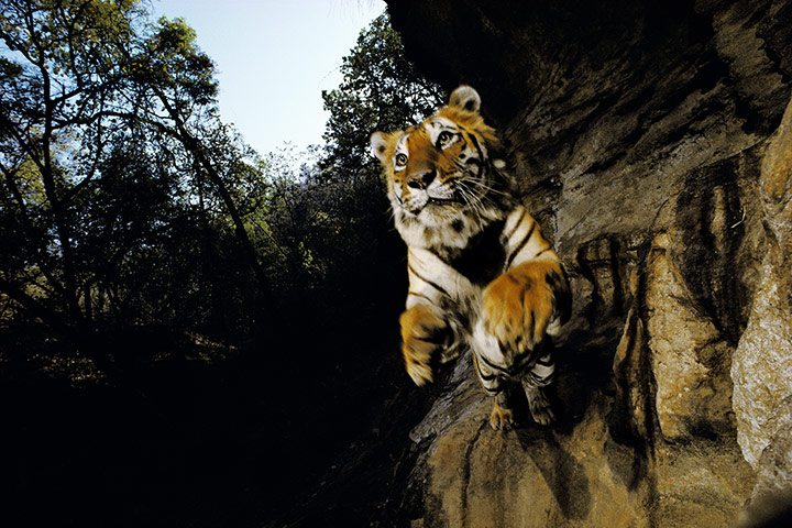 Extreme Exposure: A Leaping Tiger, Bandhavgarh National Park, India
