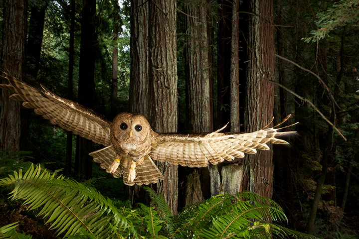 Extreme Exposure: Spotted Owl, Humboldt County, California