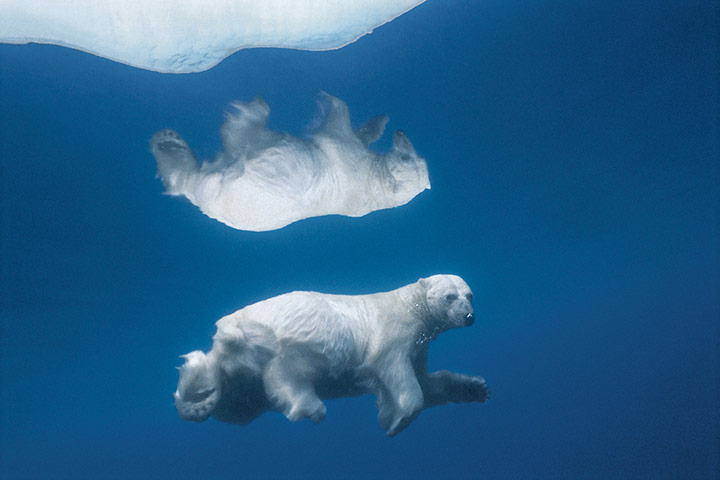 Extreme Exposure: Polar bear swim submerged in Nunavut, Canada