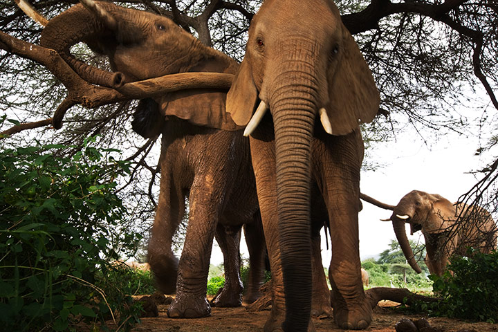 Extreme Exposure: Elephants in Samburu National Reserve, Kenya