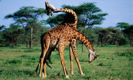 Two Giraffes Fighting