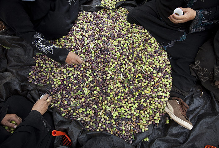 War on Want: War on Want partner Zaytoun