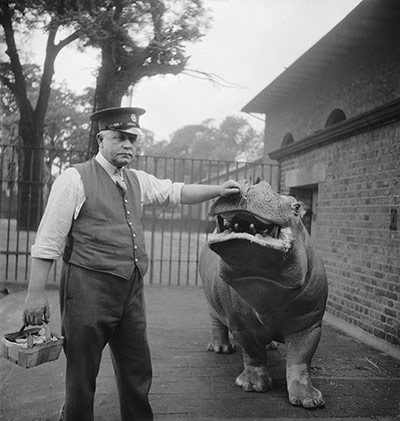 E.O. Hoppé: Zookeeper Ernie Bowman and Hippopotamus, Joan, London, 1934
