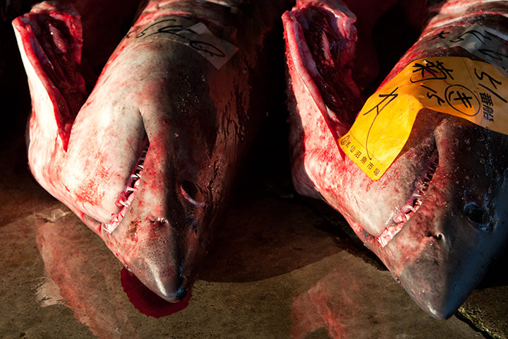 Shark fishing: Sharks lined up with hearts and fins removed to be sold at auction