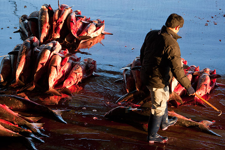Shark fishing: sharks with fins removed are piled in preparation for sale at Kesennuma.