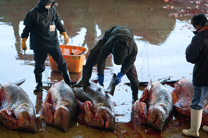 Shark fishing: a worker removes a shark's fin