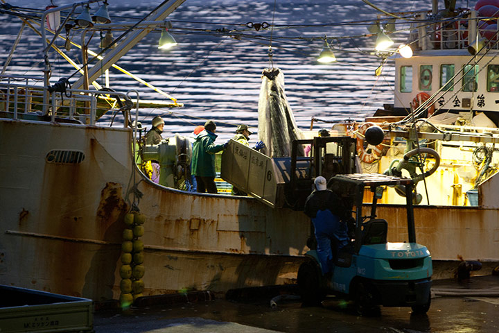 Shark fishing: a catch arrives at Kesennuma to be cleaned and sold.
