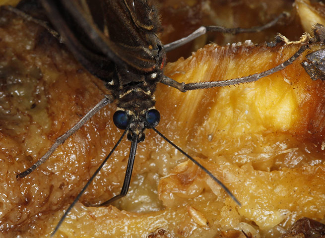 Week in Wildlife: A Blue Morpho butterfly sucks nectar from a banana in San Jose