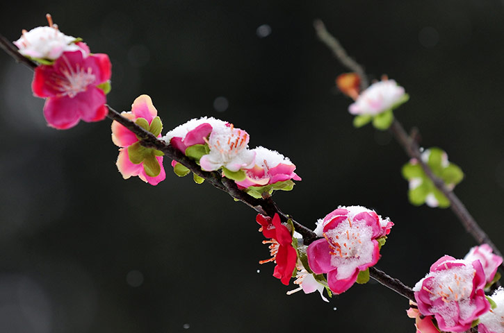 Week in Wildlife: Plum blossom flowers are covered in snow