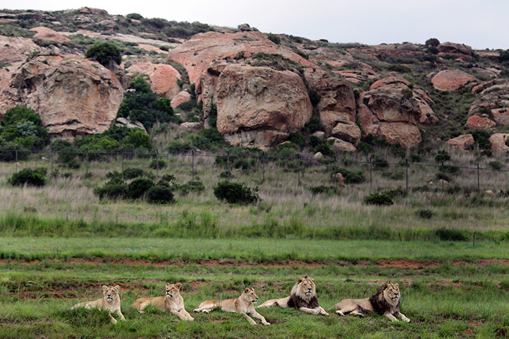 Week in Wildlife: Captive lions and tigers released at LionsRock Wildlife Sanctuary