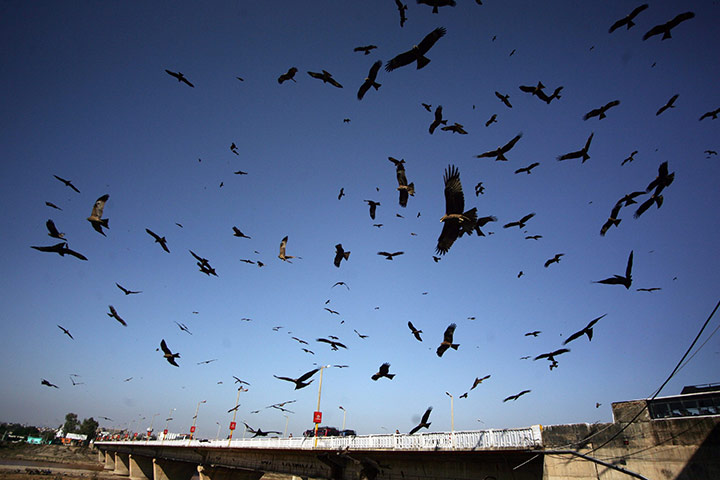 Week in Wildlife: Black eagles fly  over the Tawi river