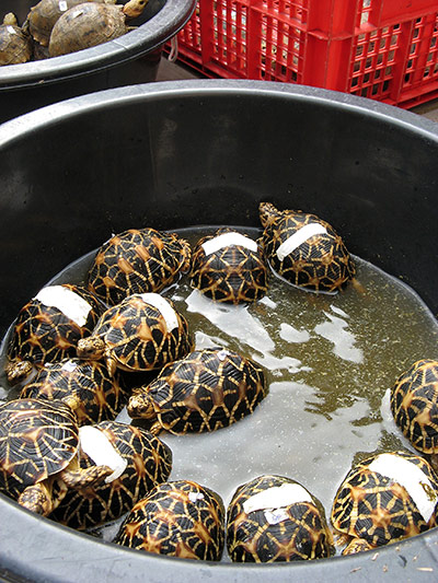 Week in Wildlife: -----EDITORS NOTE---- RESTRICTED TO EDIT