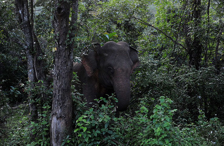 Week in Wildlife: An elephant is seen off a motorway near
