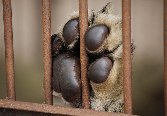 24 hours in pictures: A lion's paw