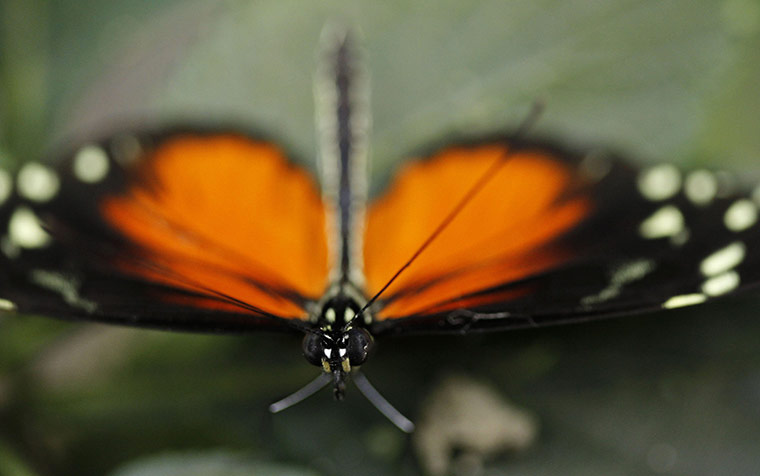 24 hours in pictures: A Heliconius butterfly