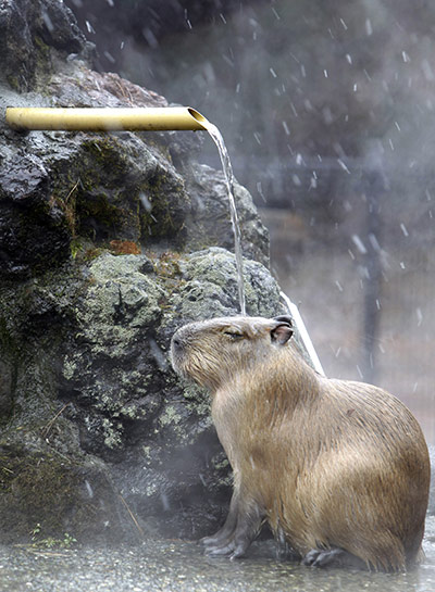 24 hours in pictures: A capybara keeps warm
