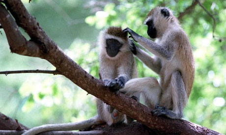 Vervet monkeys