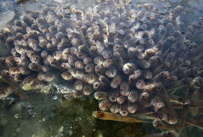 24 Hours: Fish cluster at an ice hole struggling for air in a pond
