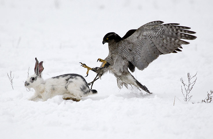 24 Hours: A hawk chases a rabbit during an annual traditional hunting competition