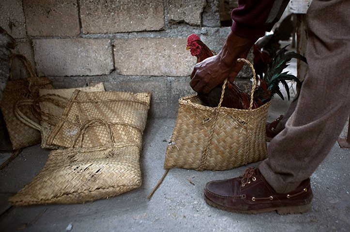 24 hours in pictures: A man takes a rooster out of a bag to prepare it for a cock fight, Haiti