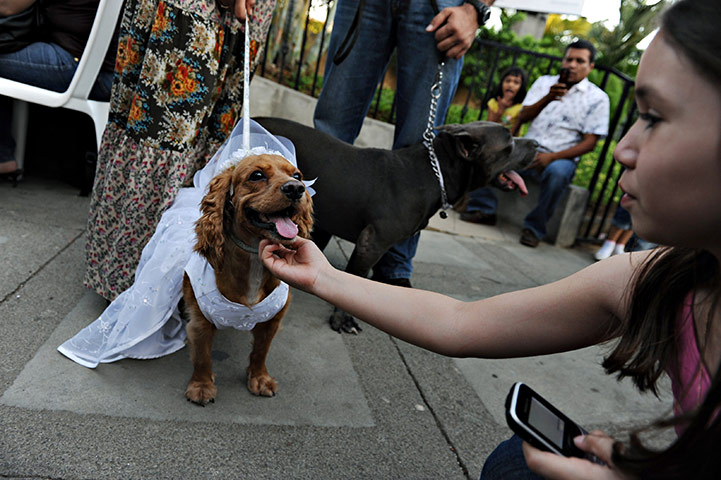 Valentine's Day: Managua, Nicaragua: A cocker spaniel after her wedding ceremony