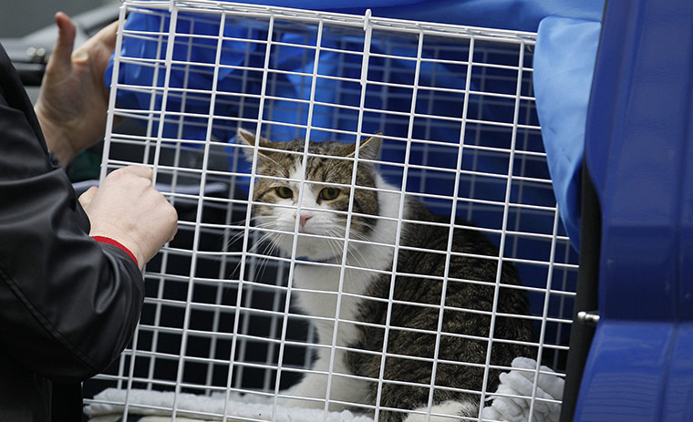 Larry the Downing St cat: Larry the cat arrives at his new home