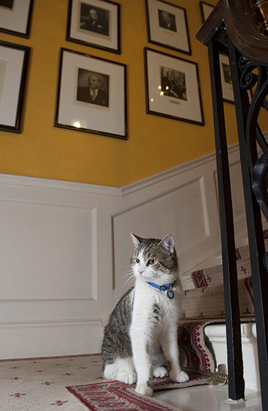 Larry the Downing St cat: Larry on the stairs of 10 Downing Street 